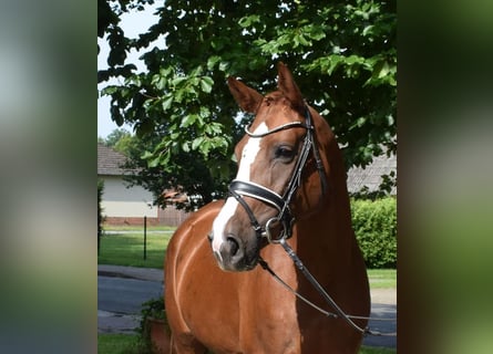 Niemiecki koń sportowy, Klacz, 4 lat, 170 cm, Kasztanowata