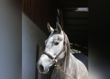 Niemiecki koń sportowy, Klacz, 4 lat, 170 cm, Siwa