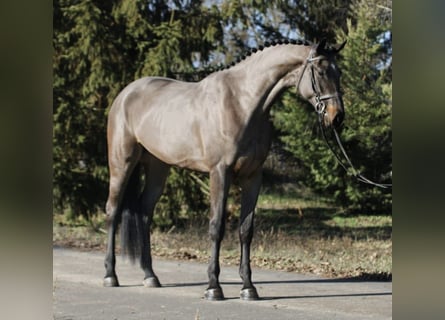 Niemiecki koń sportowy, Klacz, 4 lat, 171 cm, Ciemnogniada