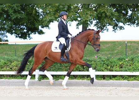 Niemiecki koń sportowy, Klacz, 4 lat, 172 cm, Gniada