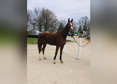Niemiecki koń sportowy, Klacz, 4 lat, 175 cm, Kasztanowata
