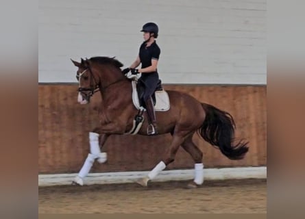 Niemiecki koń sportowy, Klacz, 4 lat, 175 cm, Kasztanowata