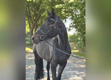 Niemiecki koń sportowy, Klacz, 4 lat, 176 cm, Kara