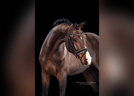Niemiecki koń sportowy, Klacz, 4 lat, 177 cm, Gniada