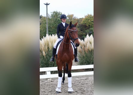 Niemiecki koń sportowy, Klacz, 4 lat, 179 cm, Gniada