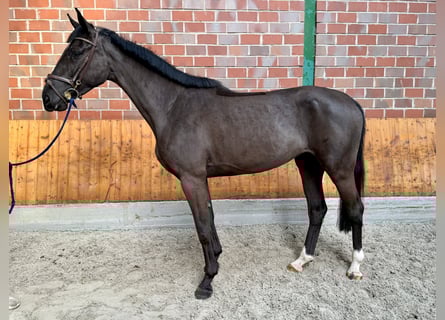 Niemiecki koń sportowy, Klacz, 4 lat, Kara