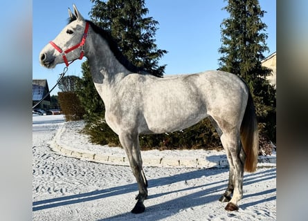 Niemiecki koń sportowy, Klacz, 4 lat, Siwa