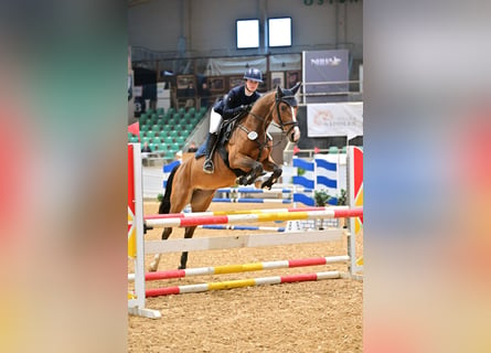 Niemiecki koń sportowy, Klacz, 5 lat, 158 cm, Gniada