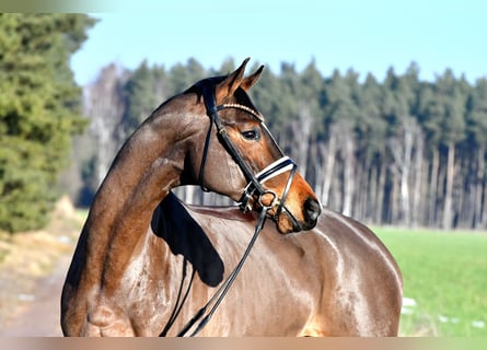 Niemiecki koń sportowy, Klacz, 5 lat, 162 cm, Gniada