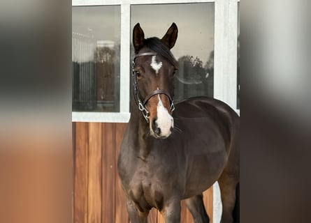 Niemiecki koń sportowy, Klacz, 5 lat, 163 cm, Ciemnogniada