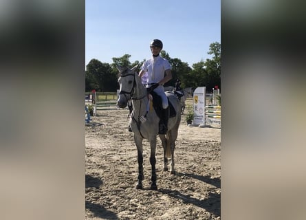 Niemiecki koń sportowy, Klacz, 5 lat, 163 cm, Siwa