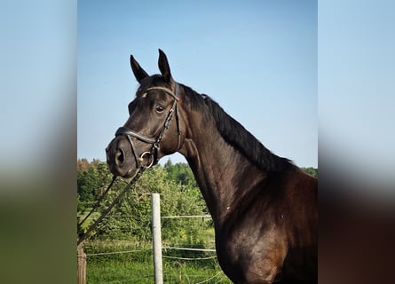 Niemiecki koń sportowy, Klacz, 5 lat, 164 cm, Kara