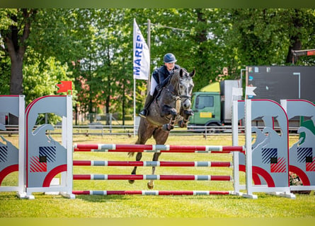 Niemiecki koń sportowy, Klacz, 5 lat, 164 cm, Siwa jabłkowita