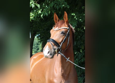 Niemiecki koń sportowy, Klacz, 5 lat, 165 cm, Ciemnokasztanowata