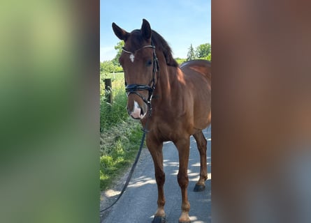 Niemiecki koń sportowy, Klacz, 5 lat, 165 cm, Ciemnokasztanowata