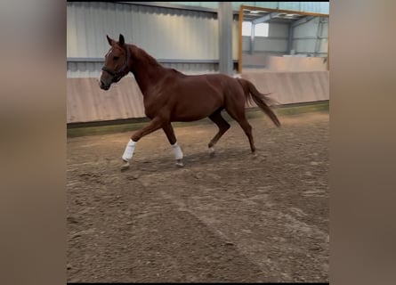 Niemiecki koń sportowy, Klacz, 5 lat, 165 cm, Kasztanowata