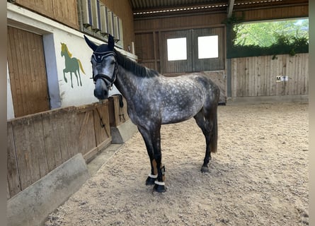 Niemiecki koń sportowy, Klacz, 5 lat, 165 cm, Siwa jabłkowita