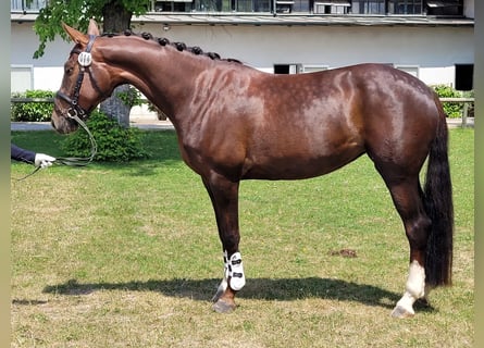 Niemiecki koń sportowy, Klacz, 5 lat, 166 cm, Ciemnokasztanowata