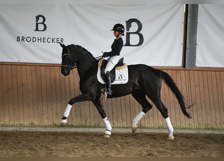 Niemiecki koń sportowy, Klacz, 5 lat, 167 cm, Kara