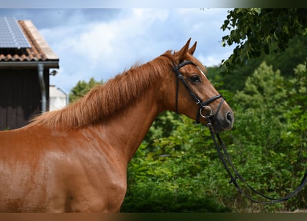 Niemiecki koń sportowy, Klacz, 5 lat, 167 cm, Kasztanowata
