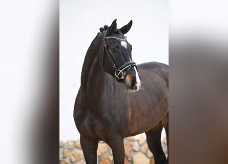 Niemiecki koń sportowy, Klacz, 5 lat, 168 cm, Ciemnogniada