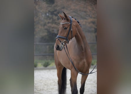 Niemiecki koń sportowy, Klacz, 5 lat, 168 cm