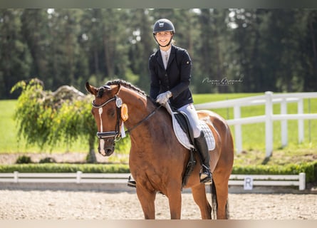 Niemiecki koń sportowy, Klacz, 5 lat, 170 cm, Gniada