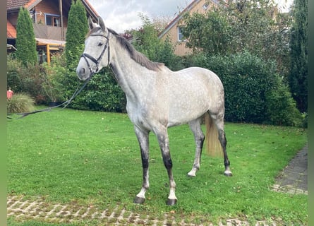 Niemiecki koń sportowy, Klacz, 5 lat, 170 cm, Siwa jabłkowita