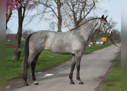 Niemiecki koń sportowy, Klacz, 5 lat, 170 cm, Siwa