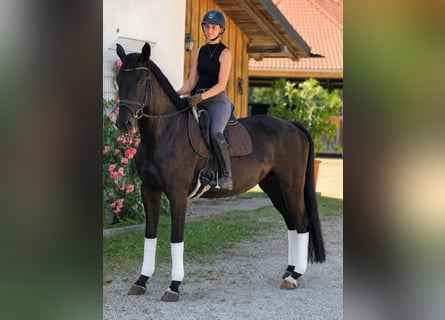 Niemiecki koń sportowy, Klacz, 5 lat, 170 cm, Skarogniada