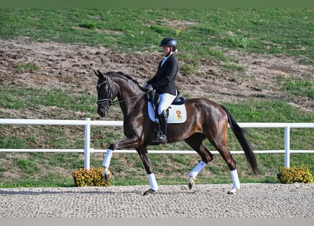 Niemiecki koń sportowy, Klacz, 5 lat, 171 cm, Kara