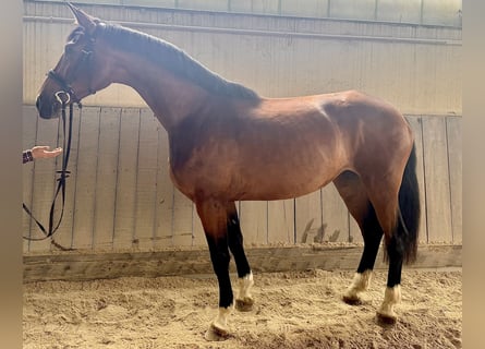 Niemiecki koń sportowy, Klacz, 5 lat, 173 cm, Gniada