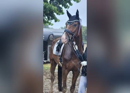 Niemiecki koń sportowy, Klacz, 5 lat, 174 cm, Kasztanowata