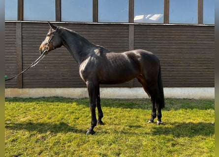 Niemiecki koń sportowy, Klacz, 5 lat, 183 cm, Ciemnogniada