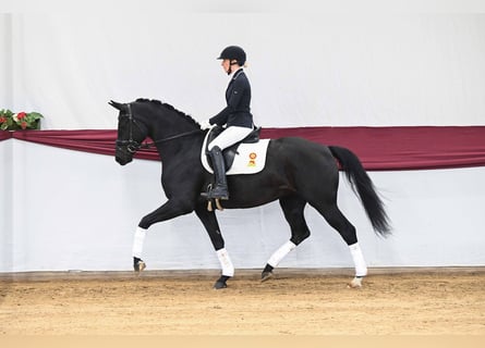 Niemiecki koń sportowy, Klacz, 5 lat, Kara