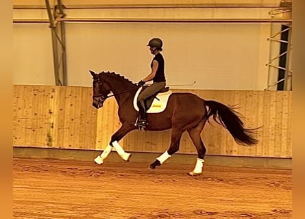 Niemiecki koń sportowy, Klacz, 6 lat, 164 cm, Gniada
