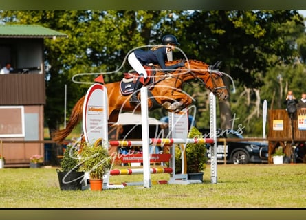 Niemiecki koń sportowy, Klacz, 6 lat, 164 cm, Kasztanowata