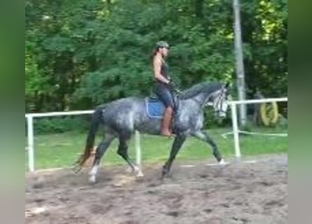 Niemiecki koń sportowy, Klacz, 6 lat, 164 cm, Siwa