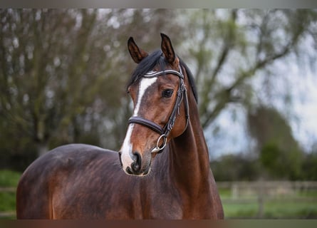 Niemiecki koń sportowy, Klacz, 6 lat, 165 cm, Gniada