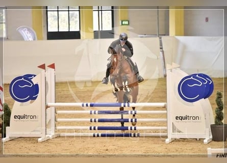 Niemiecki koń sportowy, Klacz, 6 lat, 166 cm, Gniada