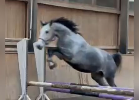 Niemiecki koń sportowy, Klacz, 6 lat, 166 cm, Siwa