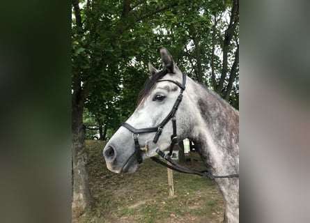 Niemiecki koń sportowy, Klacz, 6 lat, 167 cm, Siwa jabłkowita