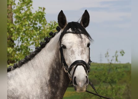 Niemiecki koń sportowy, Klacz, 6 lat, 167 cm, Siwa