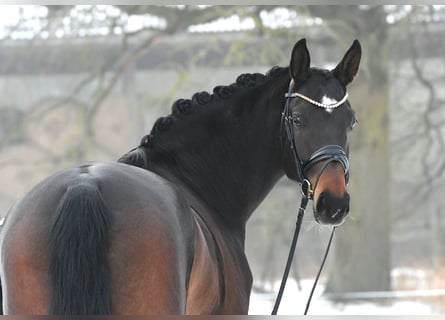 Niemiecki koń sportowy, Klacz, 6 lat, 168 cm, Ciemnogniada