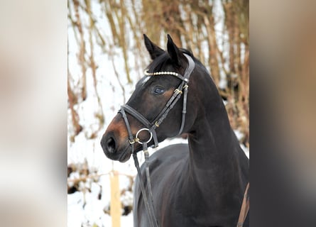 Niemiecki koń sportowy, Klacz, 6 lat, 168 cm, Ciemnogniada