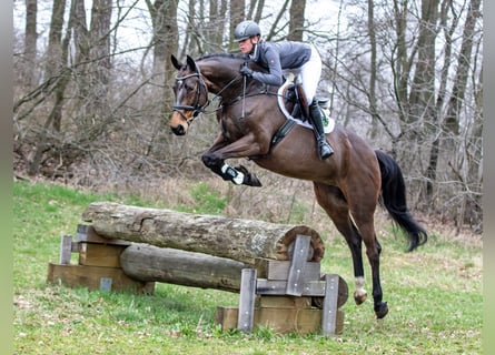 Niemiecki koń sportowy, Klacz, 6 lat, 169 cm, Gniada