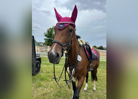 Niemiecki koń sportowy, Klacz, 6 lat, 170 cm, Ciemnogniada