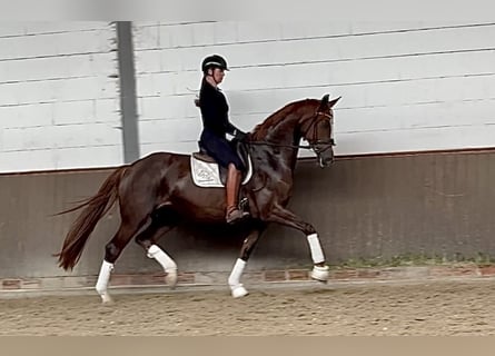 Niemiecki koń sportowy, Klacz, 6 lat, 170 cm, Ciemnokasztanowata