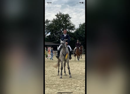 Niemiecki koń sportowy, Klacz, 6 lat, 171 cm, Siwa