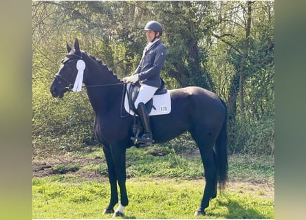 Niemiecki koń sportowy, Klacz, 6 lat, 175 cm, Skarogniada
